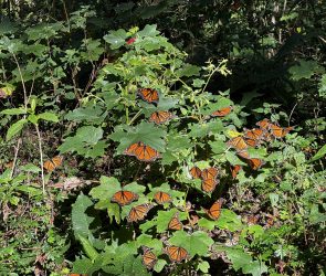 EL ROSARIO MONARCH RESERVE